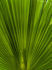 Obraz premium Imagined among green palm trees with wonderful trunks, lemons and olives