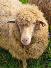 Domestic Sheep with Curly Wool