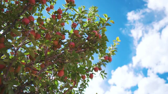 Fresh red apples hanging on tree branch with blue sky at Shimla, Himachal Pradesh, India. Vibrant Ripe apples on a tree branch. Healthy organic agriculture products. Copy space in background.
