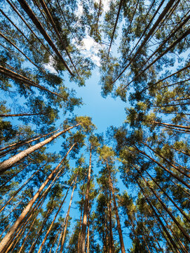 looking up into the sky through the forest trees
