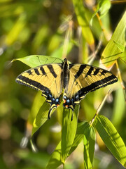 Tiger Swallowtail Butterfly on Leaf