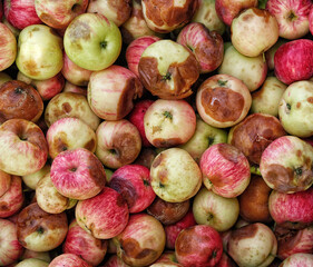 A pile of rotten apples. Close up.