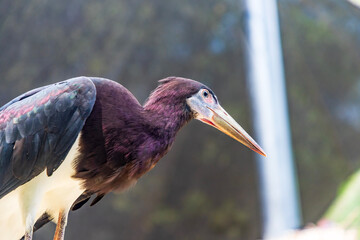 Black-crowned Night Heron at the zoo in Fort Worth, Texas.