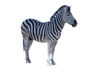 Plains Zebra (Equus quagga) standing with foal on white background. Adult plains zebra standing beside its young foal, both isolated on a white background, perfect for African wildlife
