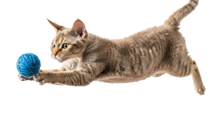Playful devon rex cat with curly fur pounces on a blue yarn ball isolated on transparent background