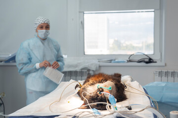 A veterinarian in scrubs and face mask observes a cat under anesthesia on the operating table,...