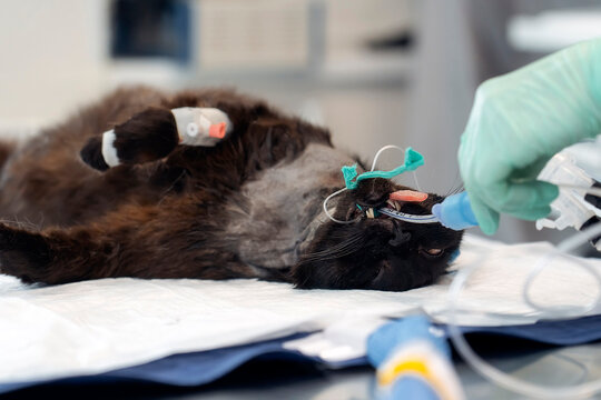 A black cat lies anesthetized on an operating table at a Veterinary clinic. A veterinarian, wearing green gloves, works near the cat's face, preparing it for a surgical procedure