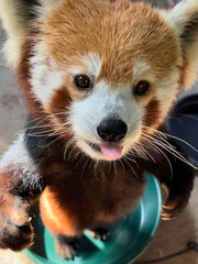 Red Panda Standing Upright © Steam Cone Story