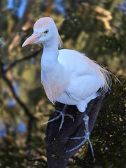 Cattle Egret on Branch