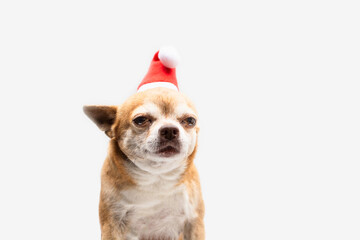 Chihuahua wearing santa's hat on white background. Christmas dog