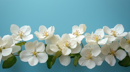 Obraz premium Elegant white blossoms arranged against a soft blue background