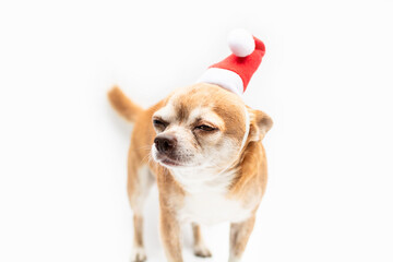 Chihuahua wearing santa's hat on white background. Christmas dog