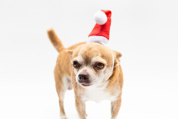 Chihuahua wearing santa's hat on white background. Christmas dog