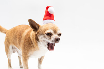 Chihuahua wearing santa's hat on white background. Christmas dog