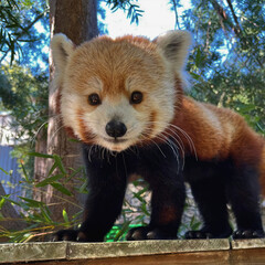 Red Panda Standing Alert Outdoors