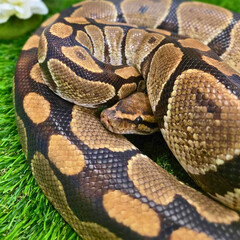 Ball Python Coiled on Grass