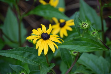 Shiny rudbeckia flower close-up in bloom