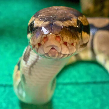 Python Snake Head Close-Up