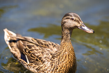 Little duck enjoying a swim