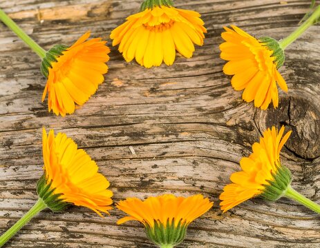 Yellow flowers on wood - Powered by Adobe