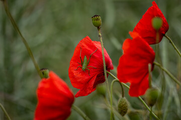 Obraz premium Moon mit Grashüpfer 