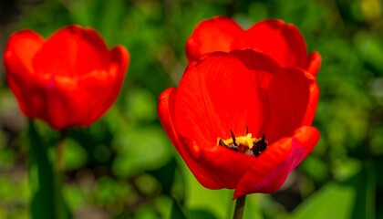 Obraz premium Close-up of vibrant red tulips in a garden setting