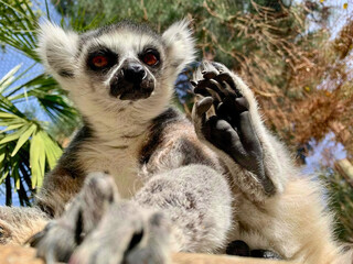 Ring-Tailed Lemur Gesturing with Paw