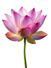 Fototapeta premium nature lotus flower isolated on white background png, ai generated