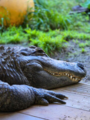 American Alligator Resting on Bank