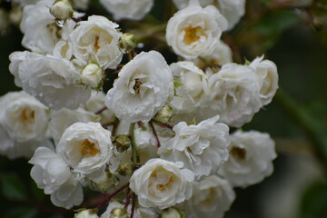 Close-up of white Krystal roses in full bloom
