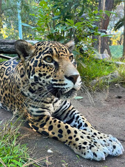 Jaguar Resting on Ground