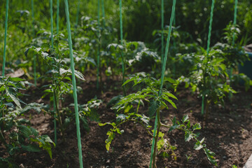 Growing homemade tomatoes in the country. Tomato seedlings.