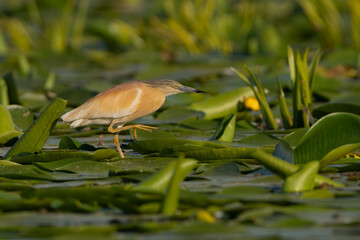 Squacco Heron - Ardeola ralloides walking on water lilies. Dark background, Photo from Danube Delta in Romania. Copy space on right side.