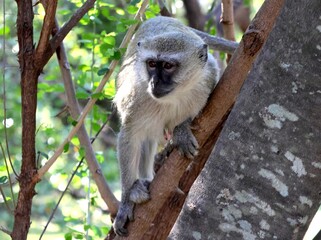 Affe im Baum, Grüner Meerkatze