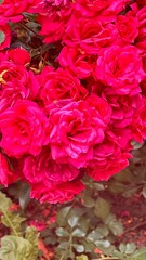 red roses background