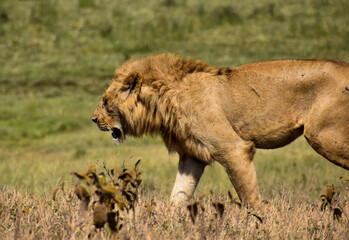 lion in the savannah