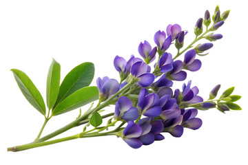 A cluster of vibrant purple alfalfa flowers and green leaves, isolated on transparent background