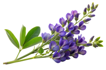 A cluster of vibrant purple alfalfa flowers and green leaves, isolated on transparent background