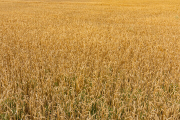 Backdrop of ripe wheat. Agricultural concept