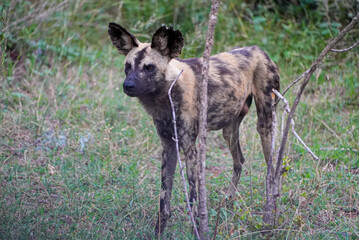 A single African wild dog stands attentively in the tall grass of South Africa. Its large rounded ears and mottled fur are clearly visible as it observes its surroundings.