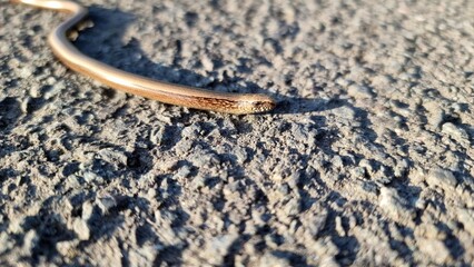 Sunbathing, thermoregulation of a slow worm on the road