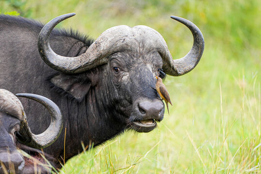 A close-up of a Cape buffalo with a red-billed oxpecker bird perched on its face, captured in the green savannah. The scene highlights a symbiotic relationship in the African wildlife. - Powered by Adobe