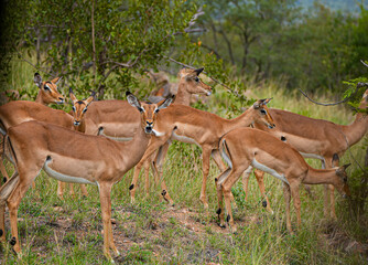 A cluster of impalas pauses among dry grass and bushes in South Africa. Their slender forms and graceful stance capture the essence of alertness and harmony in the wild savannah.