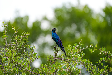A vibrant glossy starling with iridescent blue and purple feathers rests atop a thorny bush. The bird stands out against the soft bokeh of lush greenery in a South African savannah.