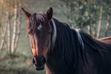 Brown horse with long mane in nature.