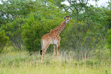 A curious young giraffe pauses near dense green shrubs in the African savannah, turning its head toward the camera with alert ears and expressive eyes.
