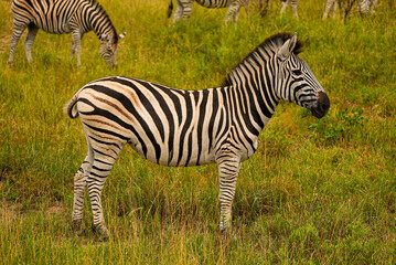 A close side view of a zebra with bold black-and-white stripes standing still in the lush green grassland of the African savannah, surrounded by other zebras.