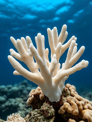 A coral reef made of just white corals in zoom in Hyper-realistic photography in the style of a skilled nature photographer.