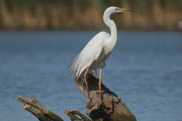 Great Egret, common egret, large egret, great white egret, great white heron - Ardea alba perched with blue water in background. Photo from Danube Delta in Romania.