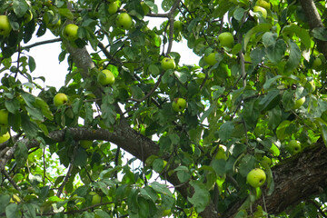 old apple trees with lots of apples                               